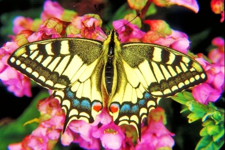 Swallowtail - blossoms, wings, insect, colors, flower