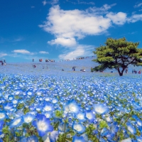 Spring in Japan