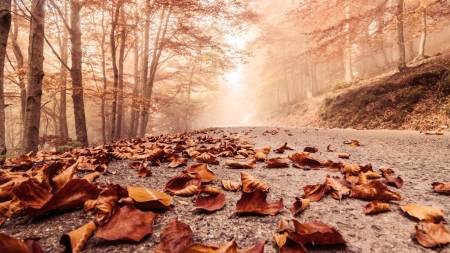 autumn leaves on a forest road - autumn, forest, leaves, fog, road