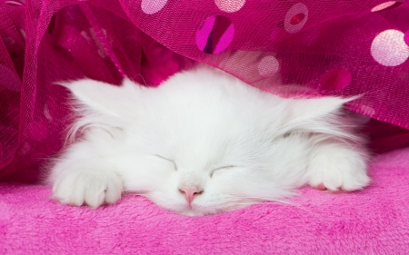 *White Kitten* - white, sleeping, sleeping kitten, sleep, cat, white kitten, tulle, snout