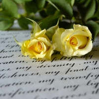 Two yellow roses