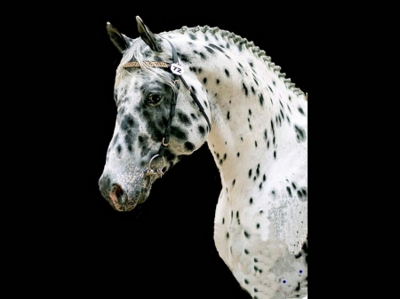 Spotted beauty - black, Appaloosa, white, horse