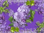 LILACS ON LILAC