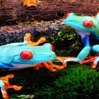 blue frogs