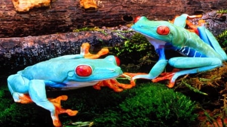 blue frogs - moss, grass, log, frog