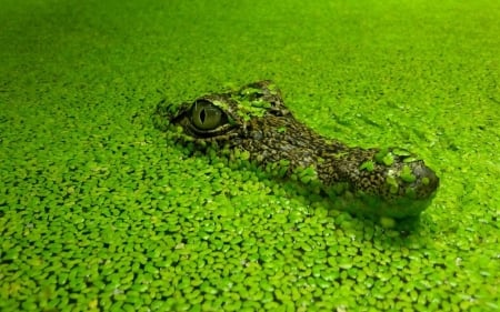 Crocodile - wild, animal, swamp, reptile, underwater, crocodile