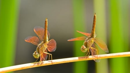 Couple - duo, dance, dragonflies, macro