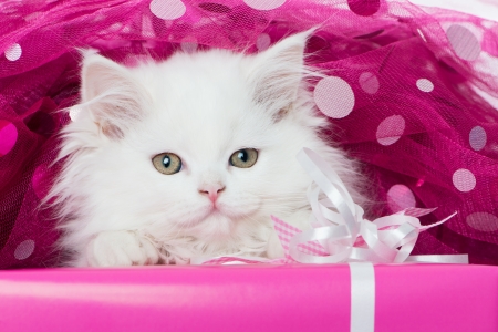 áƒ¦â¤áƒ¦ - animal, cute, cat, kitten