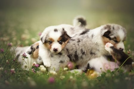 áƒ¦â¤áƒ¦ - animal, cute, dog, beautiful