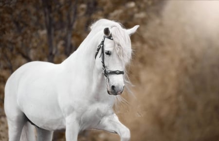 Beautiful - horses, animal, beauty, beautiful, lovely