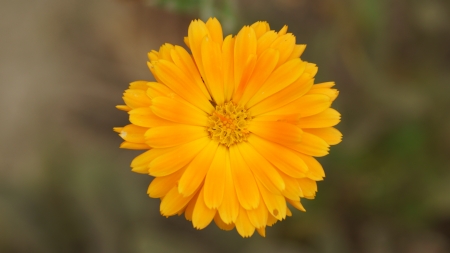 Flower - yellow, orange, 3840x2160, 4k, mandarin orange, flowers, marigold, flower