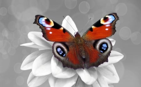 Spring Butterfly - circles, butterfly, flower, spring