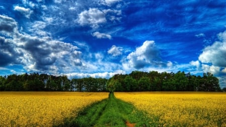 green path through a yellow field hdr - ath, clouds, trees, hdr, grass, field, sky