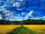 green path through a yellow field hdr