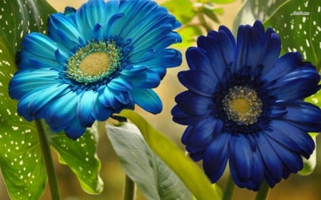 so pretty - colors, flowers, blue, 3d