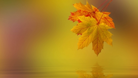 Autumn - leaves, nature, water, macro