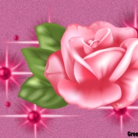 PINK ROSE