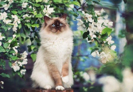 Cat - white, animal, pisica, green, spring, flower, tree, cat