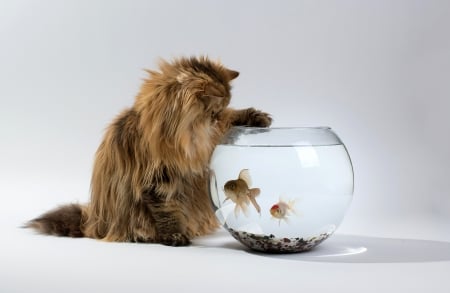 Playing - cat, aquarium, water, animal, fish, summer, pisica