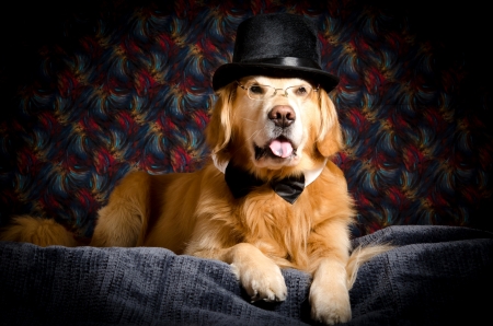 Mister Dog - funny, animal, glasses, cute, black, caine, golden retriever, mister, bow, hat, dog