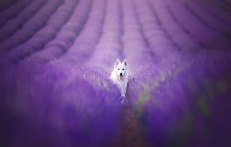 Just making difference - summer, field, white, caine, australian shepherd, purple, dog, animal, flower, lavender