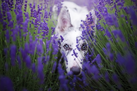 I'm here! - summer, dog, flower, white, animal, purple, australian shepherd, cute, caine, blue eyes