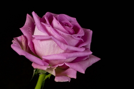 Rose - trandafir, pink, black, rose, flower