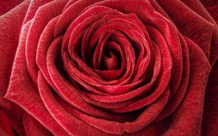 Rose - trandafir, skin, red, texture, rose, flower