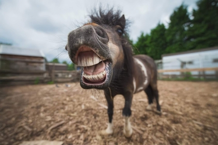 LOL - face, horse, animal, funny, pony, lol, smile, shetland