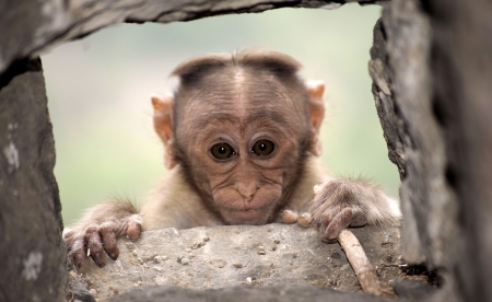 Monkey - animal, face, monkey, cute