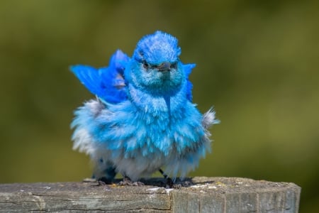 Blue sialia - blue, sweet, cute, bird, sialia