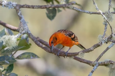 Fire piranha cardinal - bird, cardinal, branch, fire piranha, pasare, orange, flower