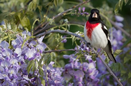 Rose Breasted Grosbeak - black, pasare, white, wisteria, purple, red, red cardinal, dubonosov, flower