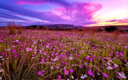 Wildlowers under purple sky - sky, colorful, summer, field, meadow, purple, clouds, beautiful, wildflowers