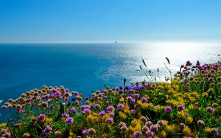 Sea horizons - summer, blue, beautiful, sea, ocean, reflection, wildflowers, glow, view, sky