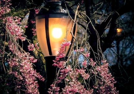 Lantern in a Tree - pretty, Light, Tree, Lantern