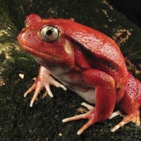 Rare Tomato Frog (Madagascar)