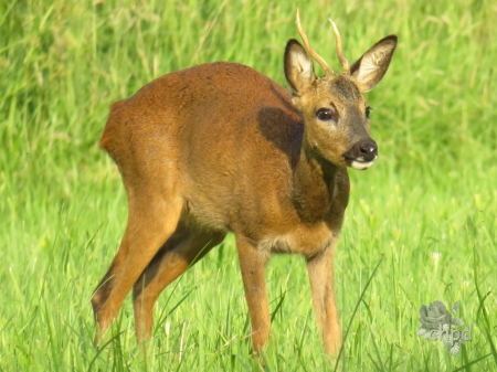 I see you - leeuwarden, nederland, forest, deer