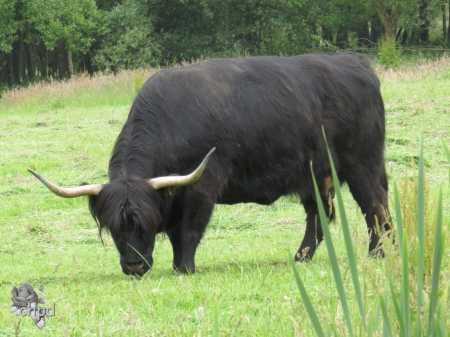 Scottish Highlander - black, Scottish Highlander, leeuwarden, leeuwarderbos