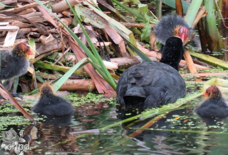 coot - coot, leeuwarden, water, waterbird