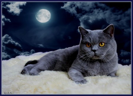 Good night whit cat - moon, night, sky, cat