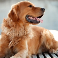 Golden Retriever Dog