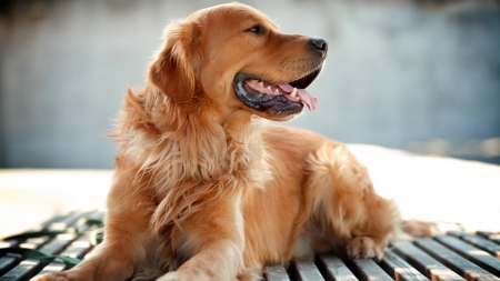 Golden Retriever Dog - wallpaper, dogs, golden, retriever, dog