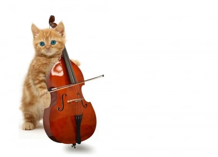 KittyCello - cello, cat, music, funny, instrument, pisica, fantasy, creative, kitten, white, orange, card, cute