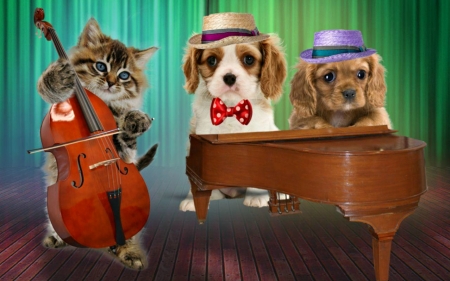 Classic soiree - funny, cute, instrument, caine, puppy, cat, band, piano, pisica, creative, fantasy, cello, kitten, hat, trio, dog