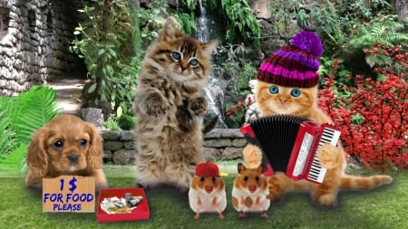 Homeless band - hat, dog, hamster, creative, cat, music, fantasy, instrument, pisica, homeless, kitten, funny, cute, caine, puppy