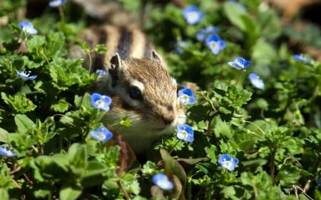 chipmunk - leaf, rodent, chipmunk, flower