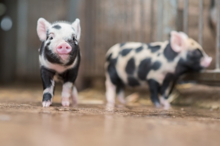 Piglets - white, pink, animal, piglet, black, cute