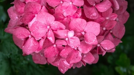 Hydrangea - flower, hydrangea, pink, summer