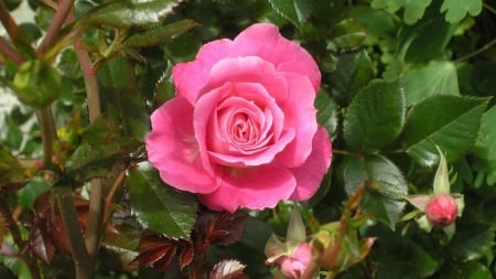 Rose - summer, flower, rose, pink, trandafir, green